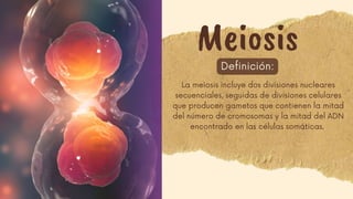 Meiosis
Definición:
La meiosis incluye dos divisiones nucleares
secuenciales, seguidas de divisiones celulares
que producen gametos que contienen la mitad
del número de cromosomas y la mitad del ADN
encontrado en las células somáticas.
 