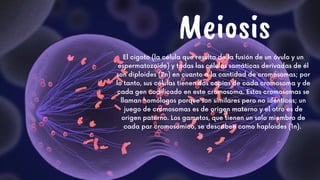 Meiosis
El cigoto (la célula que resulta de la fusión de un óvulo y un
espermatozoide) y todas las células somáticas derivadas de él
son diploides (2n) en cuanto a la cantidad de cromosomas; por
lo tanto, sus células tienen dos copias de cada cromosoma y de
cada gen codificado en este cromosoma. Estos cromosomas se
llaman homólogos porque son similares pero no idénticos; un
juego de cromosomas es de origen materno y el otro es de
origen paterno. Los gametos, que tienen un solo miembro de
cada par cromosómico, se describen como haploides (1n).
 