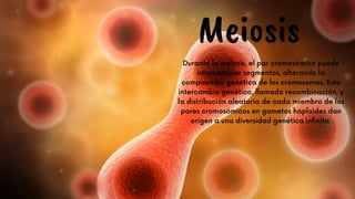 Meiosis
Durante la meiosis, el par cromosómico puede
intercambiar segmentos, alterando la
composición genética de los cromosomas. Este
intercambio genético, llamado recombinación, y
la distribución aleatoria de cada miembro de los
pares cromosómicos en gametos haploides dan
origen a una diversidad genética infinita
 