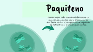 Paquiteno
En esta etapa, se ha completado la sinapsis. La
recombinación génica ocurre al comienzo de
esta fase e implica la transposición de segmentos
de ADN entre dos cromosomas diferentes.
 