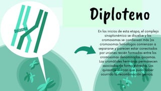 En los inicios de esta etapa, el complejo
sinaptonémico se disuelve y los
cromosomas se condensan más {os
cromosomas homólogos comienzan a
separarse y parecen estar conectados
por uniones recién formadas entre los
cromosomas denominadas quiasmas.
Las cromátides hermanas permanecen
asociadas de forma estrecha. Los
quiasmas indican que pudo haber
ocurrido la recombinación génica.
Diploteno
 