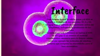 Interface
Fase durante la cual la célula crece y el ADN se
duplica. Comprende tres períodos: G1, S y G2.
G1 (gap 1) es un período de crecimiento activo del
citoplasma, incluyendo la producción de los
orgánulos.
Durante el período S (síntesis) se replica el ADN.
En G2 (gap 2) se sintetiza el material
citoplasmático necesario para la división celular,
como por ejemplo las moléculas de tubulina,
proteína que compone los microtúbulos para el
huso acromático.
 