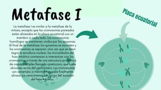 La metafase I es similar a la metafase de la
mitosis, excepto que los cromosomas pareados
están alineados en la placa ecuatorial con un
miembro a cada lado. Los cromosomas
homólogos se mantienen unidos por los quiasmas.
Al final de la metafase, los quiasmas se escinden y
los cromosomas se separan. Una vez que se desin
tegra la envoltura nuclear, los microtúbulos del
huso mitótico comienzan a interactuar con los
cromosomas a través de una estructura proteínica
de capas múltiples llamada cinetocoro, que suele
ubicarse cerca del centrómero. Los cromosomas
son sometidos a movimientos para finalmente
alinear sus centrómeros a lo largo del ecuador
del huso mitótco.
Metafase I
 
