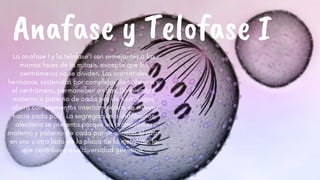Anafase y Telofase I
La anafase I y la telofase I son semejantes a las
mismas fases de la mitosis, excepto que los
centrómeros no se dividen. Las cromátides
hermanas, sostenidas por complejos de cohesina y
el centrómero, permanecen unidas. Un miembro
materno o paterno de cada par de homólogos,
ahora con segmentos intercambiados, se mueve
hacia cada polo. La segregación o distribución
aleatoria se presenta porque los cromosomas
materno y paterno de cada par se alinean al azar
en uno u otro lado de la placa de la metafase, lo
que contribuye a la diversidad genética.
 