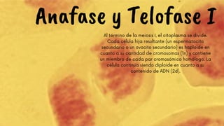 Anafase y Telofase I
Al término de la meiosis I, el citoplasma se divide.
Cada célula hija resultante (un espermatocito
secundario o un ovocito secundario) es haploide en
cuanto a su cantidad de cromosomas (1n) y contiene
un miembro de cada par cromosómico homólogo. La
célula continúa siendo diploide en cuanto a su
contenido de ADN (2d).
 