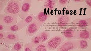 Metafase II
Los microtúbulos del huso acromático están unidos a
la cara opuesta de los centrómeros (hacia fuera), en
la región de los cinetocoros y los cromosomas son
alineados en el plano ecuatorial o la parte media
de la célula.














 