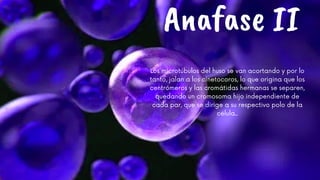 Anafase II
Los microtúbulos del huso se van acortando y por lo
tanto, jalan a los cinetocoros, lo que origina que los
centrómeros y las cromátidas hermanas se separen,
quedando un cromosoma hijo independiente de
cada par, que se dirige a su respectivo polo de la
célula..














 