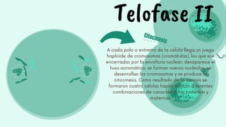 Telofase II
A cada polo o extremo de la célula llega un juego
haploide de cromosomas (cromátidas), los que son
encerrados por la envoltura nuclear, desaparece el
huso acromático, se forman nuevos nucleolos, se
desenrollan los cromosomas y se produce la
citocinesis. Como resultado de la meiosis se
formaron cuatro células haploides con diferentes
combinaciones de características paternas y
maternas.








 