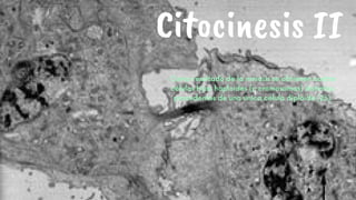 Citocinesis II
Como resultado de la meiosis se obtienen cuatro
células hijas haploides (n cromosomas) distintas,
procedentes de una única célula diploide (2n).




















 