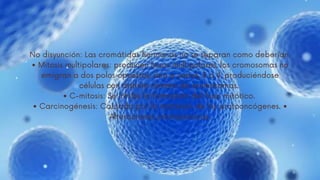 No disyunción: Las cromátidas hermanas no se separan como deberían.
• Mitosis multipolares: producen husos multipolares, los cromosomas no
emigran a dos polos opuestos, sino a varios, 3 o 4, produciéndose
células con distinto número de cromosomas.
• C-mitosis: Se inhibe la formación del huso mitótico.
• Carcinogénesis: Causada por la mutación de los protooncógenes. •
Alteraciones cromosómicas.










 