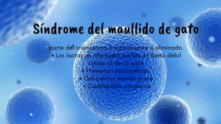 parte del cromosoma 5 está ausente o eliminado.
• Los lactantes afectados emiten un llanto débil
similar al de un gato
• Presentan microcefalia
• Deficiencia mental grave
• Cardiopatía congénita








Síndrome del maullido de gato
 