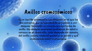 Es un tipo de cromosoma con deleción en el que los
dos extremos que se han perdido se vuelven a unir
después, formando un cromosoma con forma de
anillo. No siempre ocasionan problemas de salud o
retrasos en el desarrollo; todo depende del tamaño
del anillo, cuánto material genético se perdió y qué
cromosomas están involucrados.






Anillos cromosómicos
 
