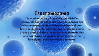 Se origina durante la meiosis, por división
transversal a nivel del centrómero; de manera que
el cromosoma pierde uno de los brazos y el otro
brazo se duplica, formándose dos copias del mismo
brazo y produciéndose un cromosoma metacéntrico
con dos brazos de igual longitud, idénticos, no
homólogos, con cromátides hermanas.








Isocromosoma
 