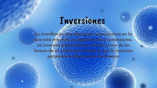 La inversión es una alteración cromosómica en la
que está invertido un segmento de un cromosoma.
La inversión paracéntrica se limita a uno de los
brazos de un cromosoma mientras que la inversión
pericéntrica afecta a los dos brazos.










Inversiones
 