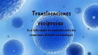 Translocaciones
recíprocas
Es el intercambio de segmentos entre dos
cromosomas distintos (no homólogos)
 