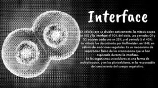 Interface


En células que se dividen activamente, la mitosis ocupa
un 10% y la interfase el 90% del ciclo. Los períodos G1 y
G2 ocupan cada uno un 25%, y el período S el 40%.
La mitosis fue descubierta por Hoffmeister, en 1848, en
células de embriones vegetales. Es un mecanismo de
separación física de los cromosomas que se han
duplicado durante la interfase.
En los organismos unicelulares es una forma de
multiplicación, y en los pluricelulares, es la responsable
del crecimiento del cuerpo vegetativo.


 