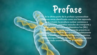 Profase
En la última parte de la profase o promecafase
(algunas veces identificada como una fase separada
de la mitosis), la envoltura nuclear comienza a
desincegrarse en pequeñas vesículas de cransporte y
se parece al retículo endoplasmático liso (REL).
El nucléolo, que puede seguir estando presente en
algunas células, también desaparece completamente
en la prometafase. Además, un complejo proteínico
altamente especializado llamado cinetocoro aparece
en cada cromátide frente al centrómero.
 