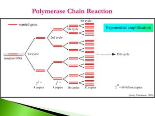 Polymerase Chain Reaction
 