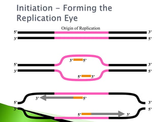 3’ 5’
3’5’
5’
5’
3’
3’
Origin of Replication
5’
3’
3’
5’
5’
3’
5’
5’
5’
3’
3’
3’
 