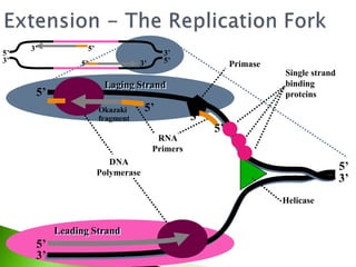 Leading Strand
Laging Strand
3’
5’
3’
5’
5’
5’
5’
3’
3’
5’3’
3’
5’
Single strand
binding
proteins
DNA
Polymerase
Okazaki
fragment
RNA
Primers
Primase
5’
3’
5’
Helicase
 