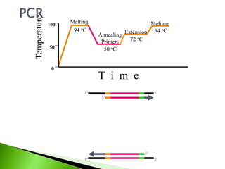 Melting
94 oC
Annealing
Primers
50 oC
Extension
72 oCTemperature
100
0
50
T i m e
3’5’
5’3’
5’
5’
Melting
94 oC
 