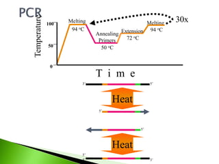Melting
94 oC
Melting
94 oC
Annealing
Primers
50 oC
Extension
72 oCTemperature
100
0
50
T i m e
30x
3’5’
5’3’
Heat
Heat
5’
5’
5’
 