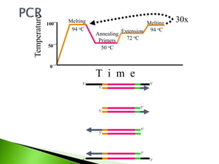 Melting
94 oC
Melting
94 oC
Annealing
Primers
50 oC
Extension
72 oCTemperature
100
0
50
T i m e
30x
3’5’
5’3’
5’
5’
5’
5’
5’
5’
 