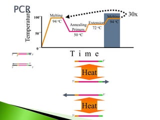 Melting
94 oC
Melting
94 oC
Annealing
Primers
50 oC
Extension
72 oCTemperature
100
0
50
T i m e
30x
3’5’
5’3’
5’
5’
5’
5’
5’
5’
Heat
Heat
 