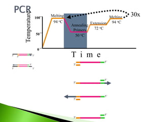 Melting
94 oC
Melting
94 oC
Annealing
Primers
50 oC
Extension
72 oCTemperature
100
0
50
T i m e
30x
3’5’
5’3’
5’
5’
5’
5’
5’
5’
5’
5’
5’
5’
 