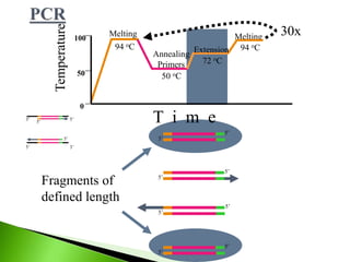 Fragments of
defined length
Melting
94 oC
Melting
94 oC
Annealing
Primers
50 oC
Extension
72 oCTemperature
100
0
50
T i m e
30x
3’5’
5’3’
5’
5’
5’
5’
5’
5’
5’
5’
5’
5’
 
