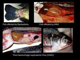 Fish affected by Myobacteria.
Trout heamorrhagic septicaemia Virus (VHSV)
Fish affected by IHNV
 
