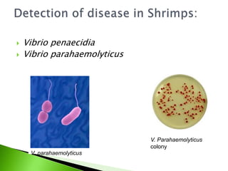  Vibrio penaecidia
 Vibrio parahaemolyticus
V. parahaemolyticus
V. Parahaemolyticus
colony
 