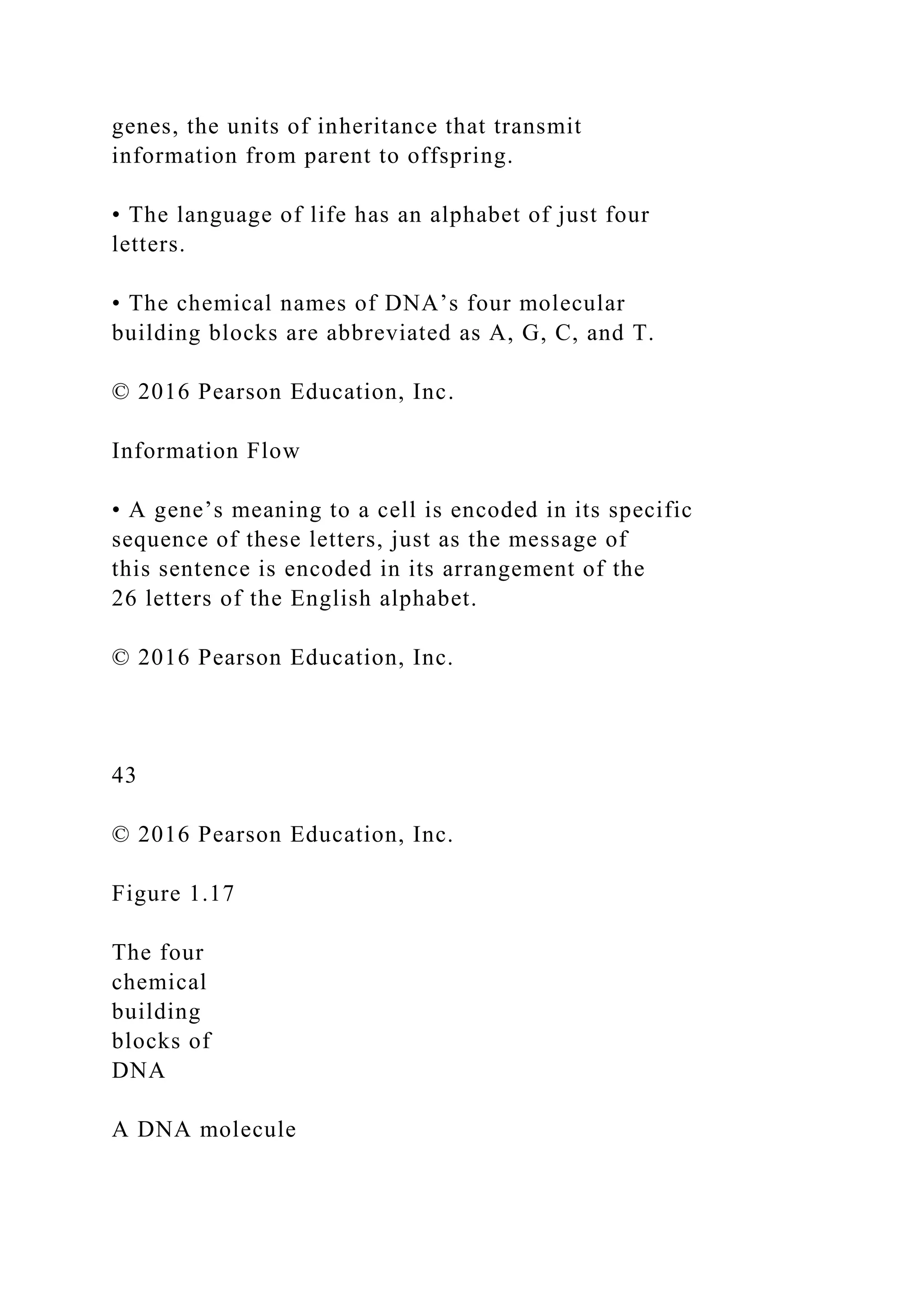 genes, the units of inheritance that transmit
information from parent to offspring.
• The language of life has an alphabet of just four
letters.
• The chemical names of DNA’s four molecular
building blocks are abbreviated as A, G, C, and T.
© 2016 Pearson Education, Inc.
Information Flow
• A gene’s meaning to a cell is encoded in its specific
sequence of these letters, just as the message of
this sentence is encoded in its arrangement of the
26 letters of the English alphabet.
© 2016 Pearson Education, Inc.
43
© 2016 Pearson Education, Inc.
Figure 1.17
The four
chemical
building
blocks of
DNA
A DNA molecule
 