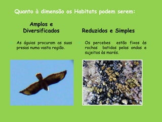 Quanto à dimensão os Habitats podem serem:
• As águias procuram as suas
presas numa vasta região.
• Os percebes estão fixos às
rochas batidas pelas ondas e
sujeitos às marés.
Amplos e
Diversificados Reduzidos e Simples
 