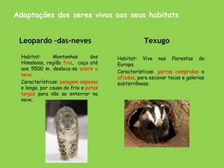 Adaptações dos seres vivos aos seus habitats
• Habitat: Montanhas dos
Himalaias, região fria, caça até
aos 5500 m. desloca-se sobre a
neve.
• Características: pelagem espessa
e longa, por causa do frio e patas
largas para não se enterrar na
neve.
• Habitat: Vive nas florestas da
Europa.
• Características: garras compridas e
afiadas, para escavar tocas e galerias
subterrâneas.
Leopardo –das-neves Texugo
 