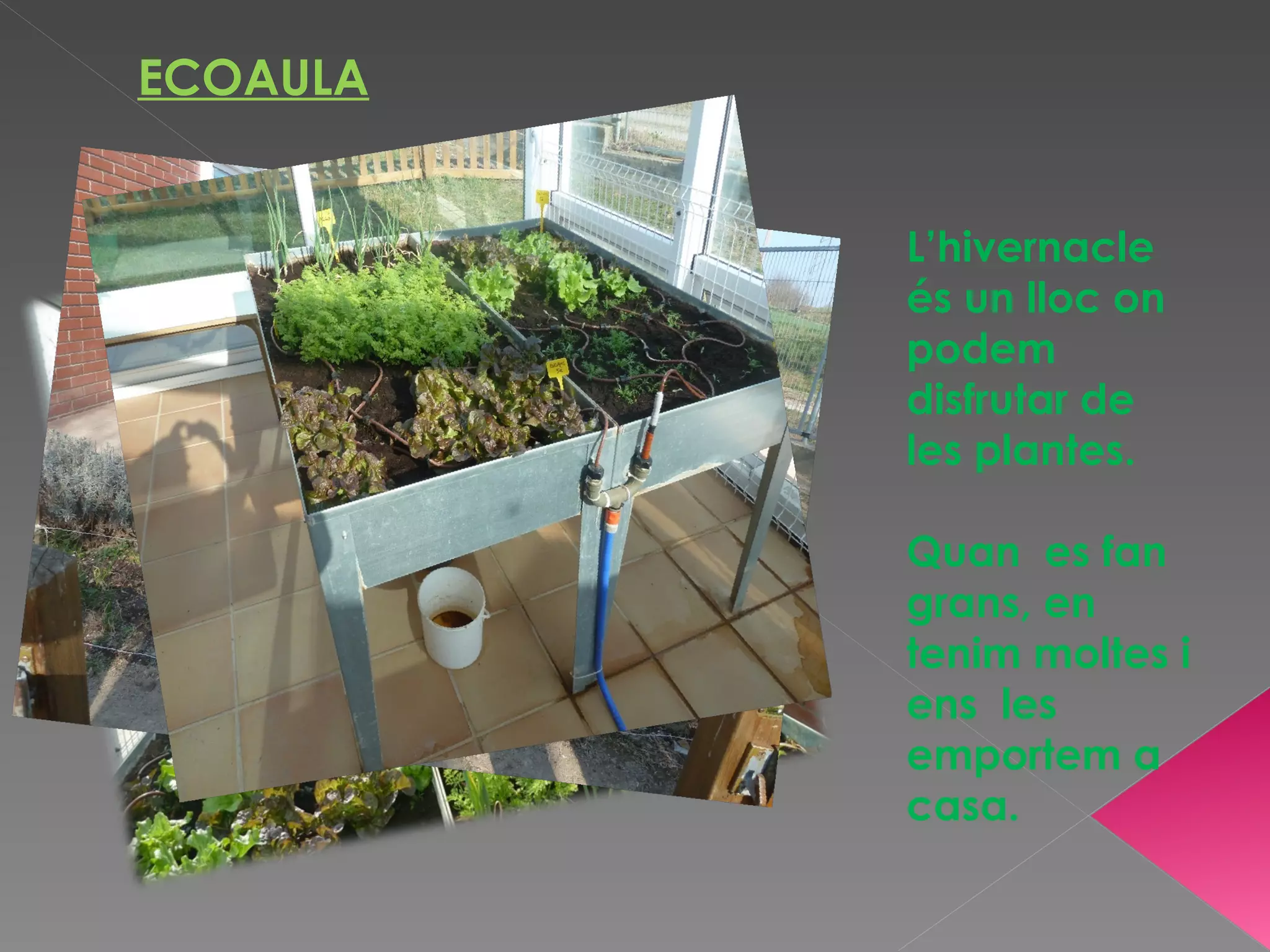 ECOAULA


          L’hivernacle
          és un lloc on
          podem
          disfrutar de
          les plantes.

          Quan es fan
          grans, en
          tenim moltes i
          ens les
          emportem a
          casa.
 