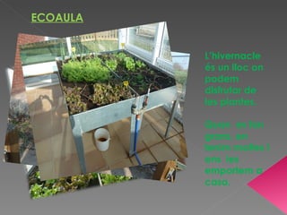 ECOAULA


          L’hivernacle
          és un lloc on
          podem
          disfrutar de
          les plantes.

          Quan es fan
          grans, en
          tenim moltes i
          ens les
          emportem a
          casa.
 