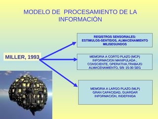 MODELO DE  PROCESAMIENTO DE LA INFORMACIÒN MEMORIA A LARGO PLAZO (MLP) GRAN CAPACIDAD, GUARDAR INFORMACIÒN, INDEFINIDA MILLER, 1993 REGISTROS SENSORIALES: ESTIMULOS-SENTIDOS, ALMACENAMIENTO MILISEGUNDOS MEMORIA A CORTO PLAZO (MCP) INFORMACION MANIPULADA , CONSCIENTE, OPERATIVA,TRABAJO ALMACENAMIENTO, 5/9: 15-30 SEG 