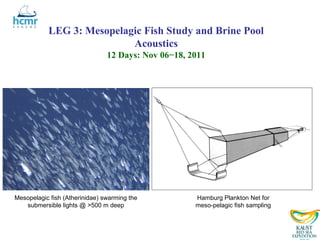 LEG 3: Mesopelagic Fish Study and Brine Pool
                           Acoustics
                                12 Days: Nov 06−18, 2011




Mesopelagic fish (Atherinidae) swarming the          Hamburg Plankton Net for
   submersible lights @ >500 m deep                  meso-pelagic fish sampling
 