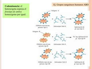 Codominancia: el
heterocigota expresa el
fenotipo de ambos
homocigotas por igual.
Aglutinación de
gl. rojos tipo AB
Aglutinación de
gl. rojos tipo A
Anticuerpos Anti-A
Antígeno A
Antígeno B
Anticuerpos Anti-A
No hay aglutinación de
gl. rojos tipo B
Anticuerpos Anti-AGlóbulos rojos de una
persona tipo AB
Glóbulos rojos de una
persona tipo B
Glóbulos rojos de una
persona tipo A
Ej. Grupos sanguíneos humanos ABO
 