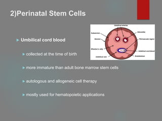 2)Perinatal Stem Cells
 Umbilical cord blood
 collected at the time of birth
 more immature than adult bone marrow stem cells
 autologous and allogeneic cell therapy
 mostly used for hematopoietic applications
 