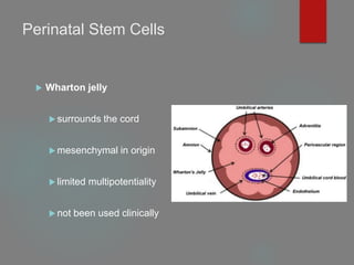 Perinatal Stem Cells
 Wharton jelly
 surrounds the cord
 mesenchymal in origin
 limited multipotentiality
 not been used clinically
 