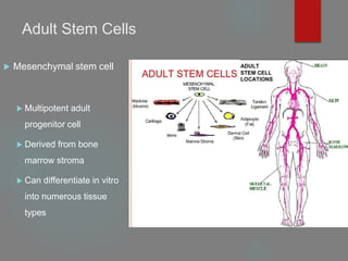 Adult Stem Cells
 Mesenchymal stem cell
 Multipotent adult
progenitor cell
 Derived from bone
marrow stroma
 Can differentiate in vitro
into numerous tissue
types
 