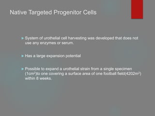 Native Targeted Progenitor Cells
 System of urothelial cell harvesting was developed that does not
use any enzymes or serum.
 Has a large expansion potential
 Possible to expand a urothelial strain from a single specimen
(1cm2)to one covering a surface area of one football field(4202m2)
within 8 weeks.
 