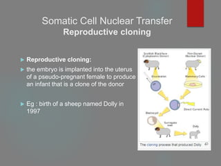Somatic Cell Nuclear Transfer
Reproductive cloning
 Reproductive cloning:
 the embryo is implanted into the uterus
of a pseudo-pregnant female to produce
an infant that is a clone of the donor
 Eg : birth of a sheep named Dolly in
1997
 