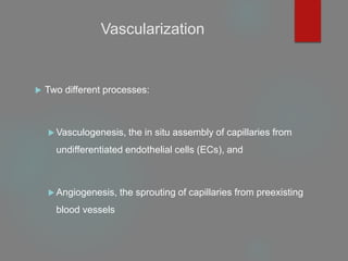 Vascularization
 Two different processes:
 Vasculogenesis, the in situ assembly of capillaries from
undifferentiated endothelial cells (ECs), and
 Angiogenesis, the sprouting of capillaries from preexisting
blood vessels
 