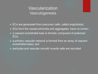 Vascularization
Vasculogenesis
 ECs are generated from precursor cells, called angioblasts,
 ECs form the vessel primordia and aggregates, have no lumen;
 a nascent endothelial tube is formed, composed of polarized
ECs;
 a primary vascular network is formed from an array of nascent
endothelial tubes; and
 pericytes and vascular smooth muscle cells are recruited
 