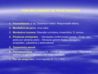 POR MECANISMO DE PENETRACION:
1. Traumatismos: p. ej. Clostridium tetani. Responsable tétano.
2. Mordedura de perro: virus rabia
3. Mordedura humana: Eikenella corrodens, Anaerobios, S. aureus.
4. Picaduras artrópodos : - Garrapatas (enfermedad Lynne) – Pulga rata (
peste por yersenia pesti) – Mosquito genero Aedes (Dengue) y
anopheles ( paludismo y bartonelosis)
5. Transmisión sexual
6. Transplacentaria: - (toxoplasma, rubéola, citomegalovirus) – treponema
pallidum (Lues congénita) y VIH (Sida neonatal)
7. Por vía sanguínea ( virus hepatitis B, C) y VIH).
 