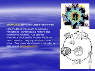 ZOONOSIS:(zoo=animal, nosis=enfermedad)
Enfermedades infecciosas de animales
vertebrados , transmitidas al hombre bajo
condiciones naturales. Los agentes
infecciosos involucrados incluyen bacterias,
virus, parásitos, hongos y rickettsias, entre
otros. Cuando es de personas a animales se
trata de una antropozoonosis.
 