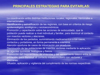 PRINCIPALES ESTRATEGIAS PARA EVITARLAS:
La coordinación entre distintas instituciones: locales, regionales, nacionales e
internacionales.
Identificación y estratificación de las regiones, con base en criterios de riesgo
epidemiológico, ecológicos y socioeconómicos.
Promoción y capacitación sobre las acciones de autocuidado, que la
población puede realizar a nivel individual y familiar, para disminuir el contacto
con insectos vectores y alacranes.
Eliminación de los parásitos, suministrando medicamentos a los casos,
contactos y portadores, en forma permanente e intensiva.
Atención oportuna de casos de intoxicación por picaduras
Disminución de las poblaciones de insectos vectores mediante la aplicación
de agentes químicos, biológicos y físicos.
Promoción del mejoramiento de viviendas y del saneamiento básico entre la
población, para disminuir el contacto intradomiciliario con vectores y
alacranes.
Difusión, aplicación y vigilancia del cumplimiento de las normas respectivas.
 